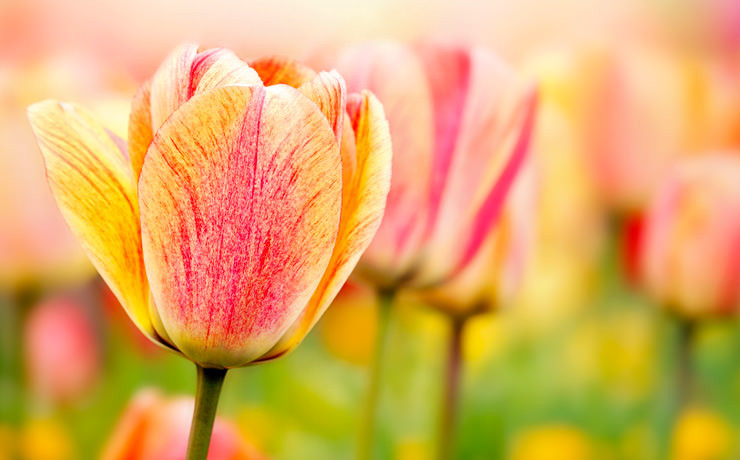 springtime
